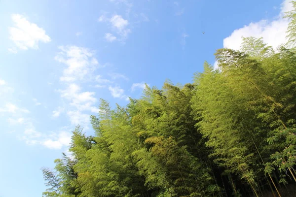 Jest Obraz Zielonego Listowia Bambusowy Gaj Błękitne Niebo Robione Początku Obraz Stockowy