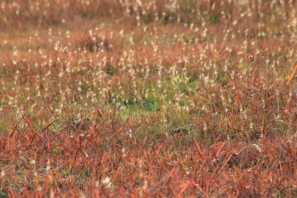 Photo Meadow Turned Yellow Red Early Winter Taken — Stock Photo, Image