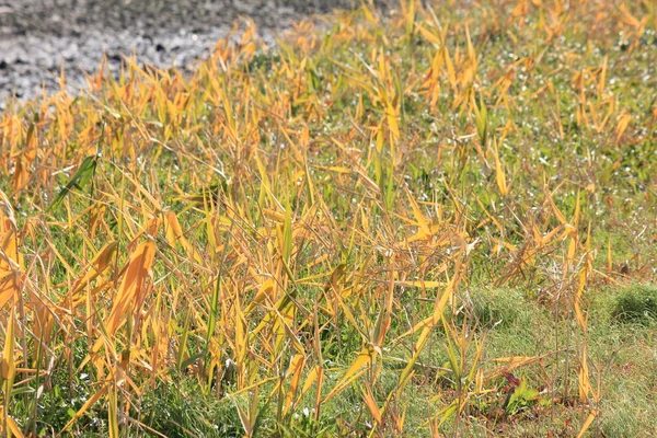 これは冬の初めに撮った黄色い草原の写真です ロイヤリティフリーのストック画像