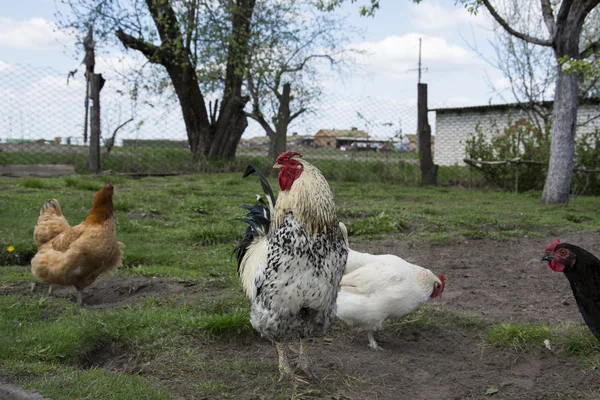 En el verano en el patio con el gallo de pollo picoteando grano. Cl — Foto de Stock