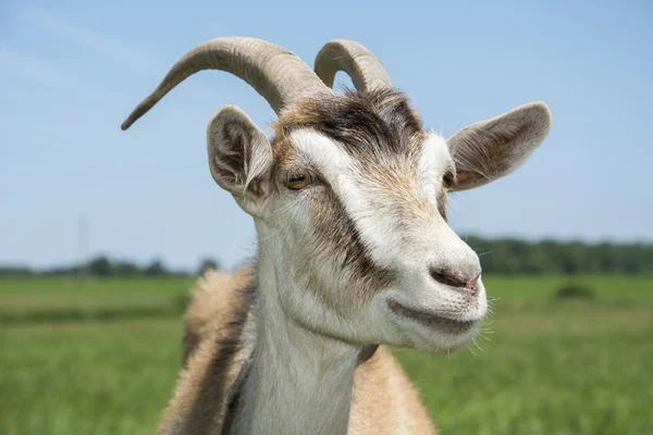 Ziegen weiden auf einer Wiese. Nahaufnahme. — Stockfoto