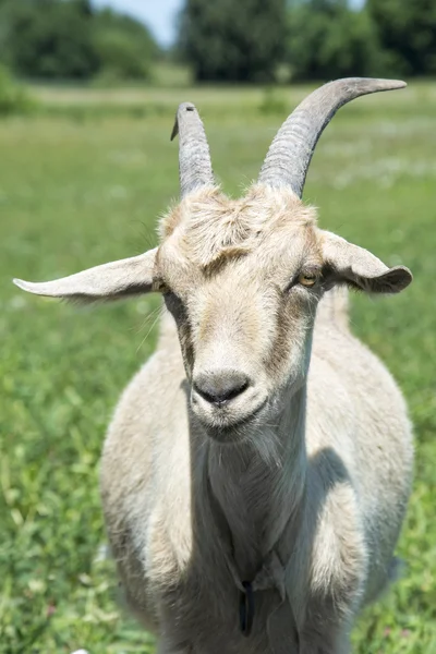 Goat grazing in a meadow. Close-up. — Stock Photo, Image