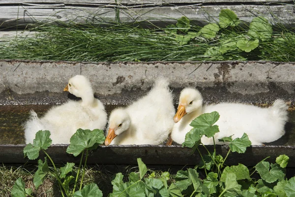 En été, trois petits goguenots flottent dans l'eau . — Photo