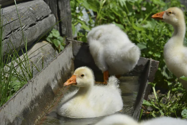 In estate, quattro piccoli gosling galleggiano in acqua . — Foto Stock