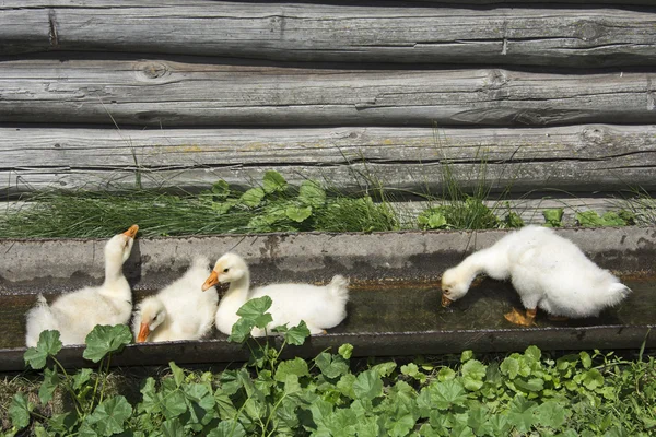 Yaz aylarında, suda yüzen dört küçük gosling. — Stok fotoğraf