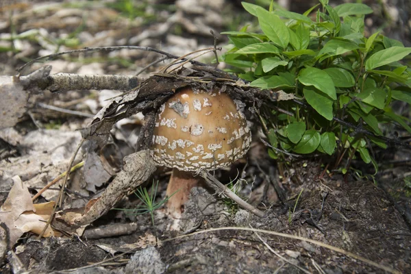 In the summer in the woods one toadstools. — Stock Photo, Image