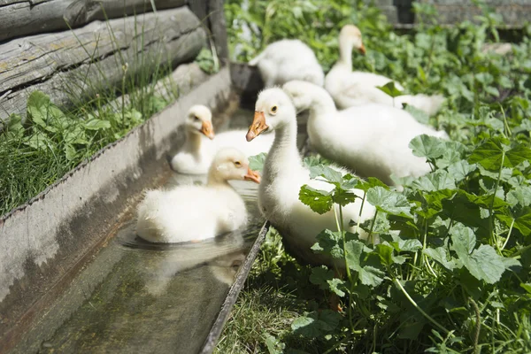 In estate, sei piccoli gosling galleggianti in acqua . — Foto Stock