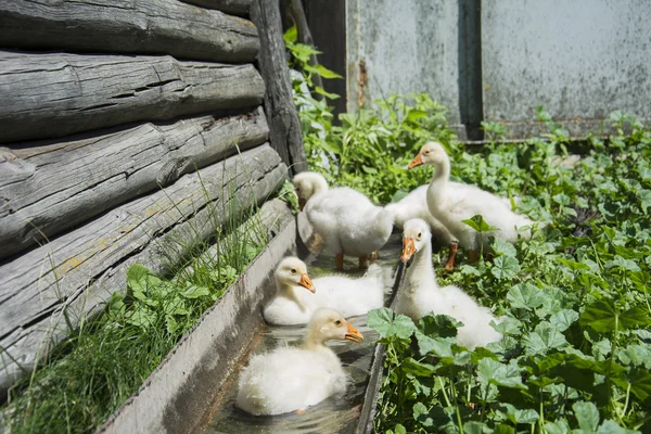 En verano, seis pequeños gosling flotando en el agua . — Foto de Stock