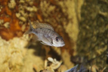 Aulonocara sp.fish.
