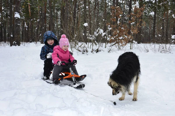 Winter in the woods on a sled, and kids are sitting next to the — Stock Photo, Image