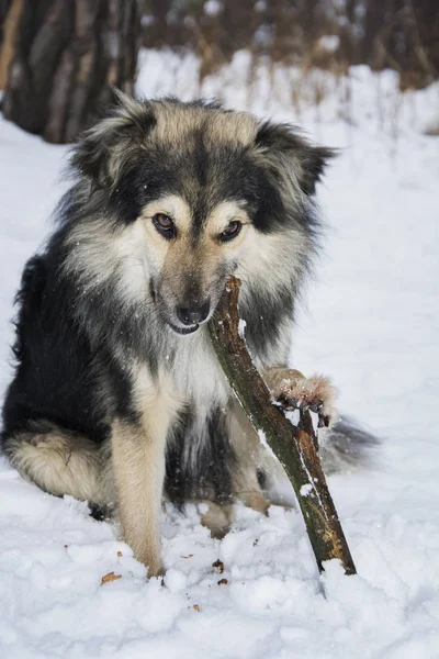 Winter in the woods in the snow dog chews stick. — Stock Photo, Image