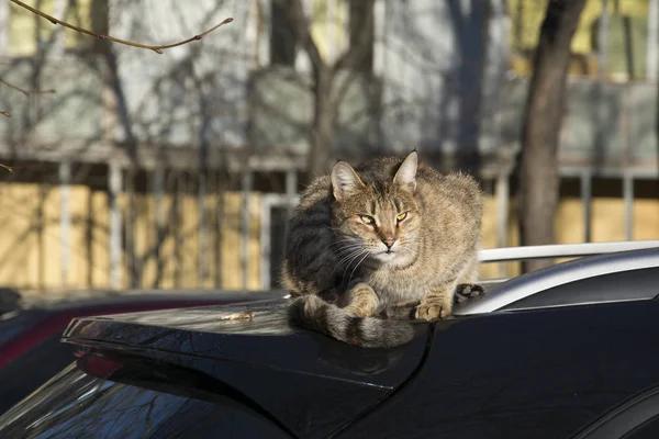 Den gata bil katt sitter. — Stockfoto