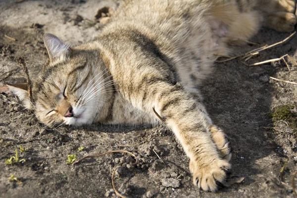 Yaz aylarında zemin uyuyan kedi. — Stok fotoğraf