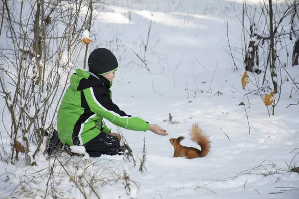 Winter in the woods in the snow sat a little boy feeds the squir — Stock Photo, Image