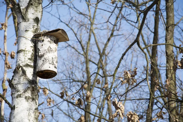 Im Frühling auf dem Birken hängenden Vogelhaus. — Stockfoto