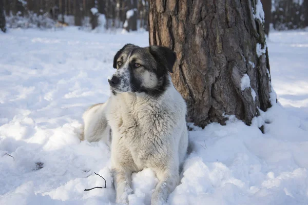 På vintern är snön en herrelös hund. — Stockfoto