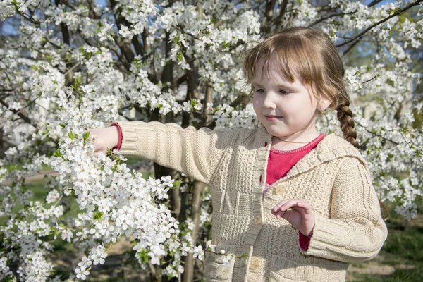 Primavera brillante día soleado en floreciente huerto de cerezos un poco gi —  Fotos de Stock