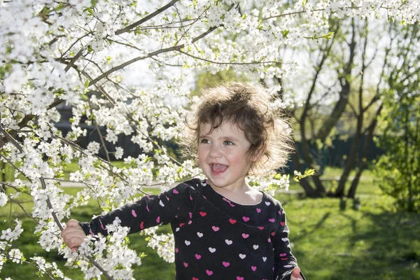 Lente zonnige dag in bloei cherry orchard een beetje gi — Stockfoto