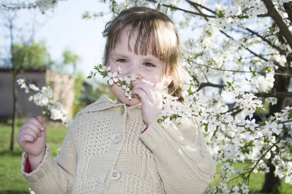 Primavera luminosa giornata di sole in fioritura ciliegio un po 'gi — Foto Stock