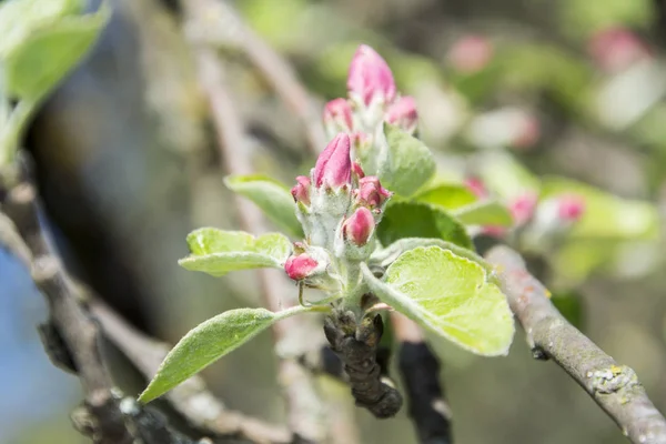 Oddział kwitnienia Apple. — Zdjęcie stockowe