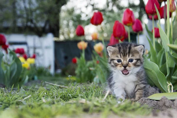 Våren tulpaner i trädgården nära liten kattunge gråt. — Stockfoto