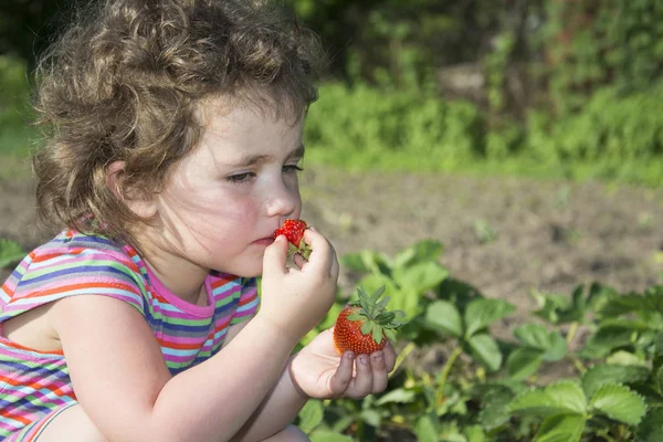 No verão no jardim uma menina engraçada come morango — Fotografia de Stock