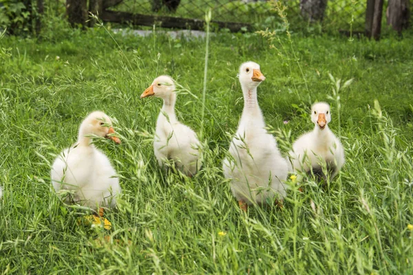 En verano, la hierba cuatro pequeños goslings . —  Fotos de Stock