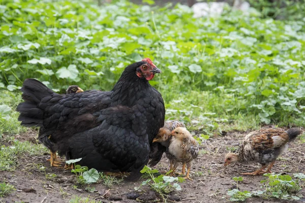 Glucke mit ihrem Hühnerbaby — Stockfoto