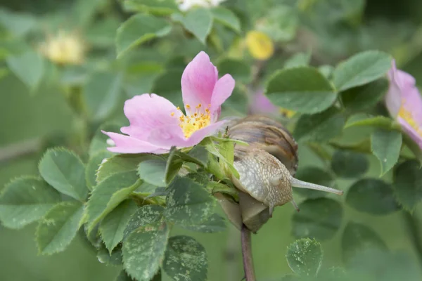 Summer in the woods on a branch of wild rose crawling snail. — Stock Photo, Image