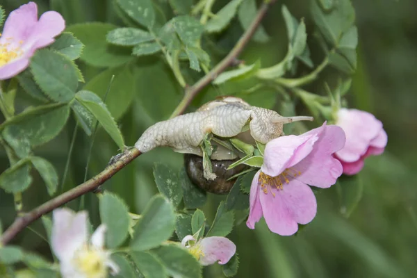 Zomer in het bos op een tak van wilde roos kruipende slak. — Stockfoto