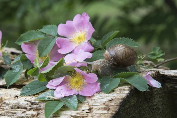 Lato w lesie na oddział dzikiej róży indeksowania ślimak. — Zdjęcie stockowe