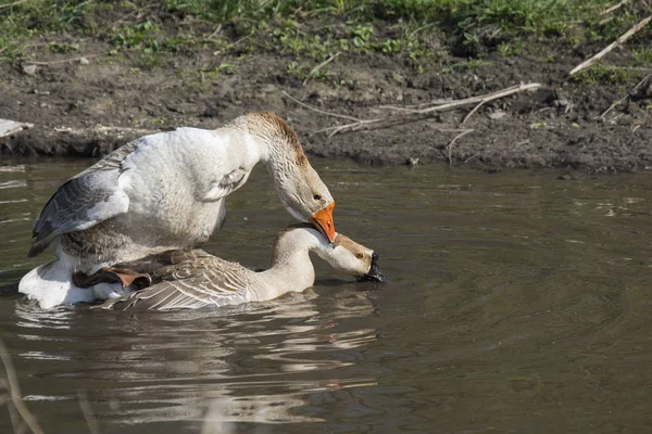 En el verano, los gansos nadan en el lago y hacen el amor . —  Fotos de Stock