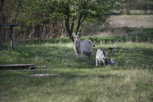 Een geit met kinderen is grazen in de Wei. — Stockfoto