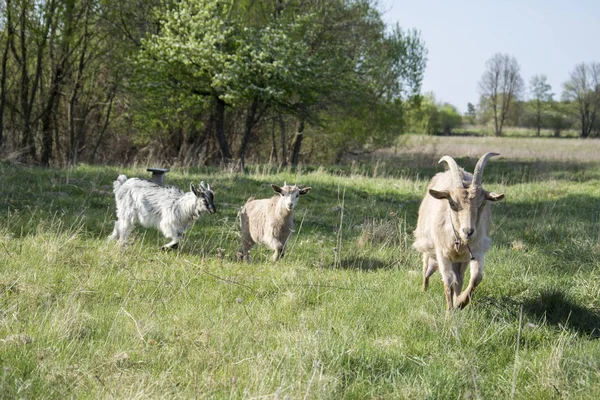 Une chèvre avec des enfants paître dans une prairie . — Photo