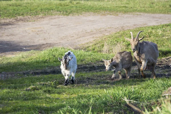 Eine Ziege mit Kindern weidet auf einer Wiese. — Stockfoto