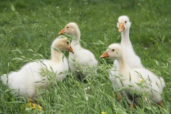 En el verano en la hierba hay cuatro pequeños gansos . —  Fotos de Stock