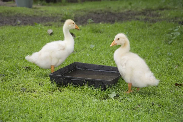 In estate nel cortile due piccoli goslings bere acqua da t — Foto Stock