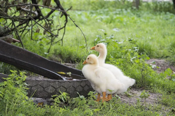 庭で夏に 2 つの小さな他の-家禽は t から水を飲む — ストック写真