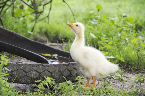 En el verano en el patio un pequeño goslings beber agua de t —  Fotos de Stock