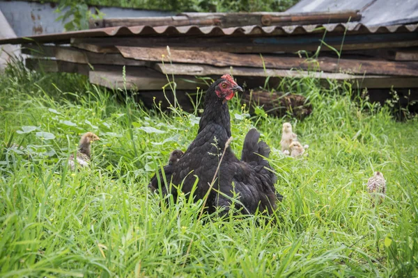 In de zomer in het dorp op de binnenplaats de kip met c — Stockfoto