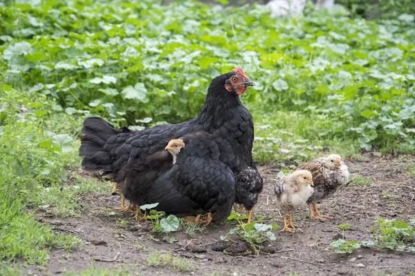 En el verano en el pueblo en el patio el pollo con c —  Fotos de Stock