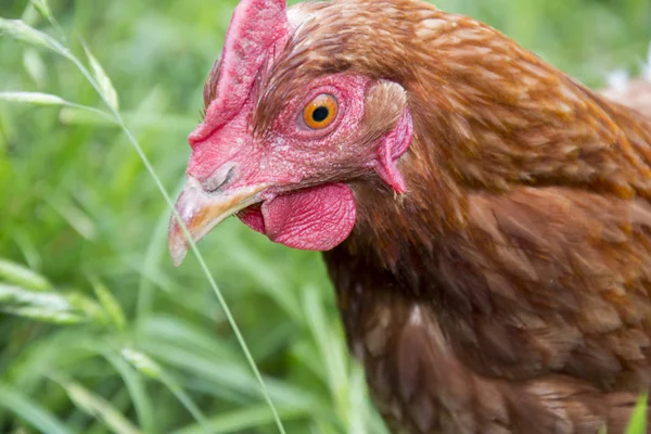 In estate c'è un pollo rosso nel cortile . — Foto Stock