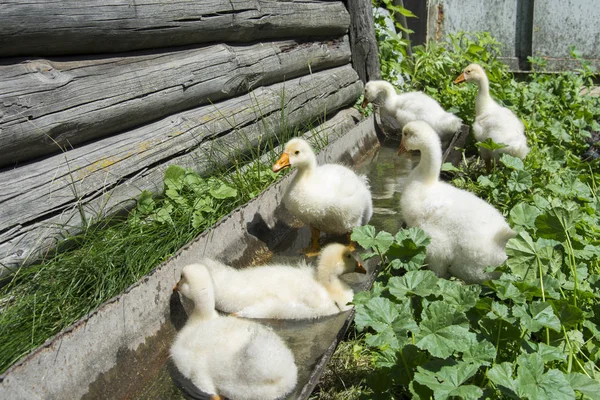 En verano, seis pequeños gosling flotando en el agua . — Foto de Stock