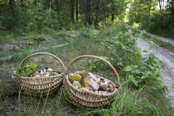 In de zomer in het bos liggen twee volledige manden met edib — Stockfoto