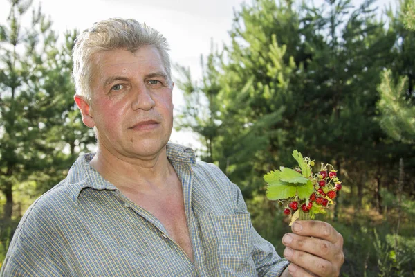 Im Sommer im Wald hält ein Mann einen Strauß Erdbeeren in der Hand — Stockfoto