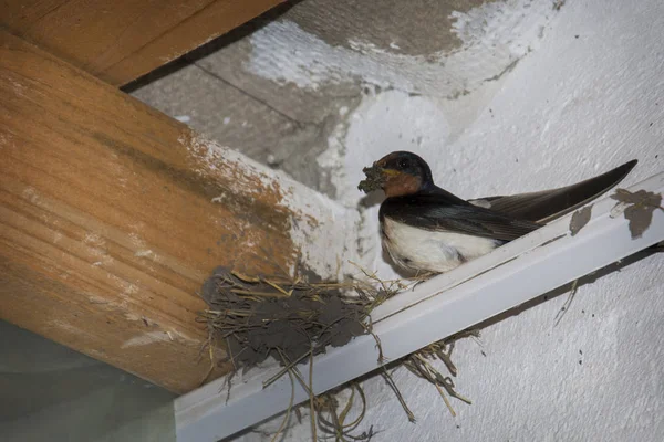Влітку, під дахом, ластівка будує гніздо . — стокове фото