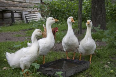 Belgili tanımlık yarda yaz dört küçük kuşlar gelen su içmek