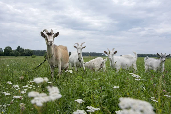 La famille des chèvres qui paissent dans la prairie . — Photo