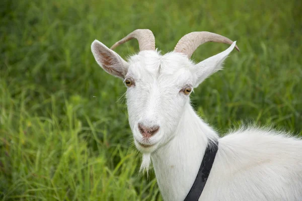 Ziegen weiden auf einer Wiese. Nahaufnahme. — Stockfoto