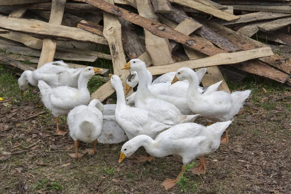 En el verano en el patio nueve pequeños goslings beber agua fro — Foto de Stock